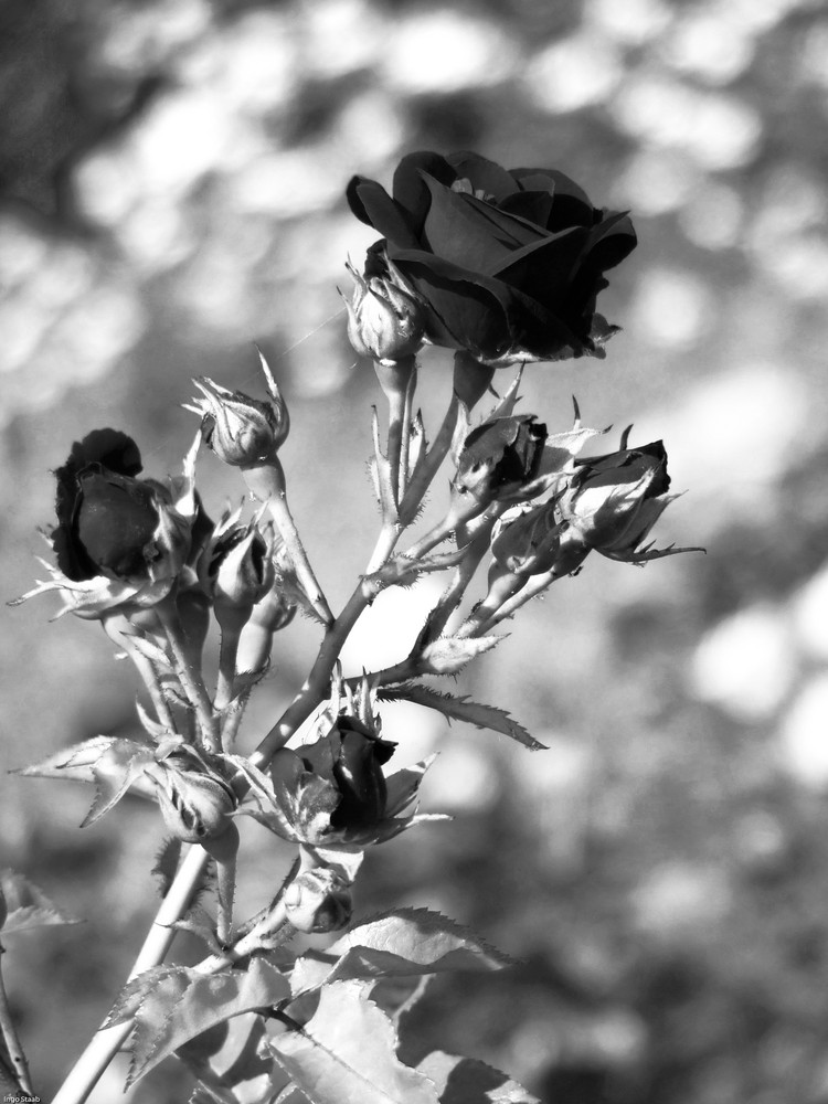 black rose