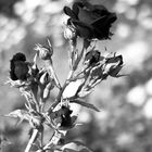 black rose