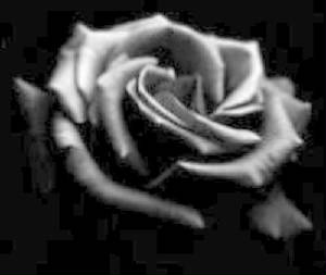 Black Rose