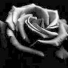 Black Rose