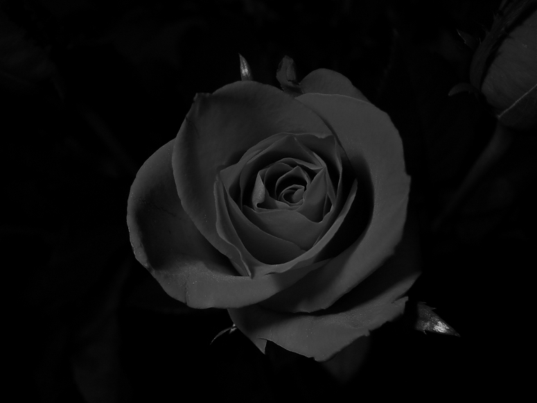 Black Rose