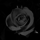 Black Rose