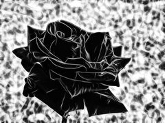 ... black rose
