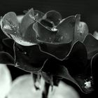 Black Rose