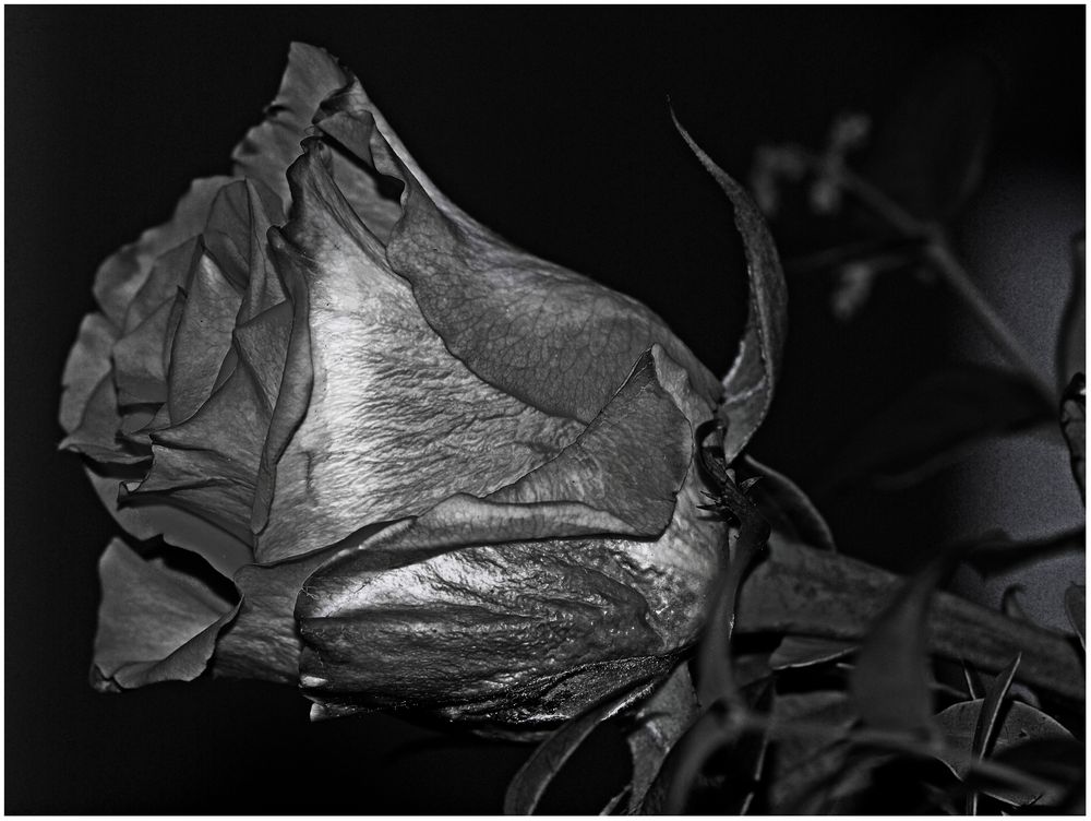 Black Rose ...