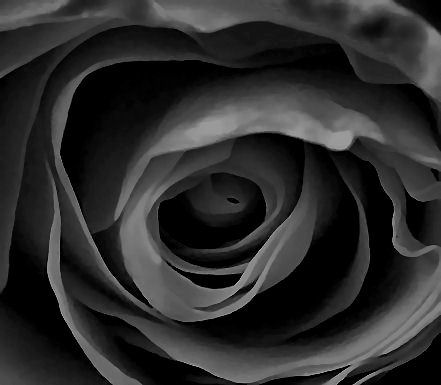 black rose