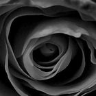 black rose