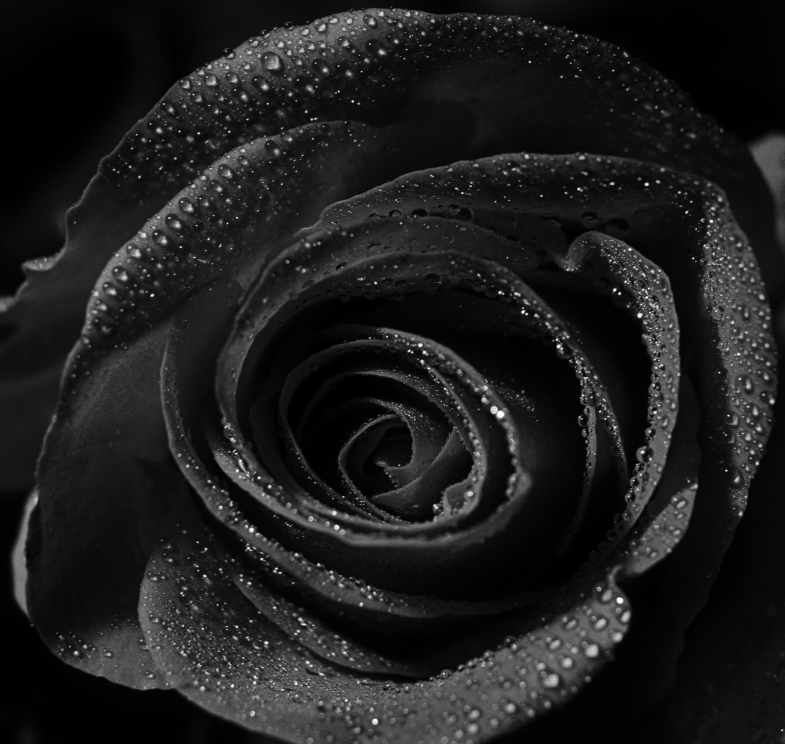 Black Rose