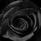 Black Rose