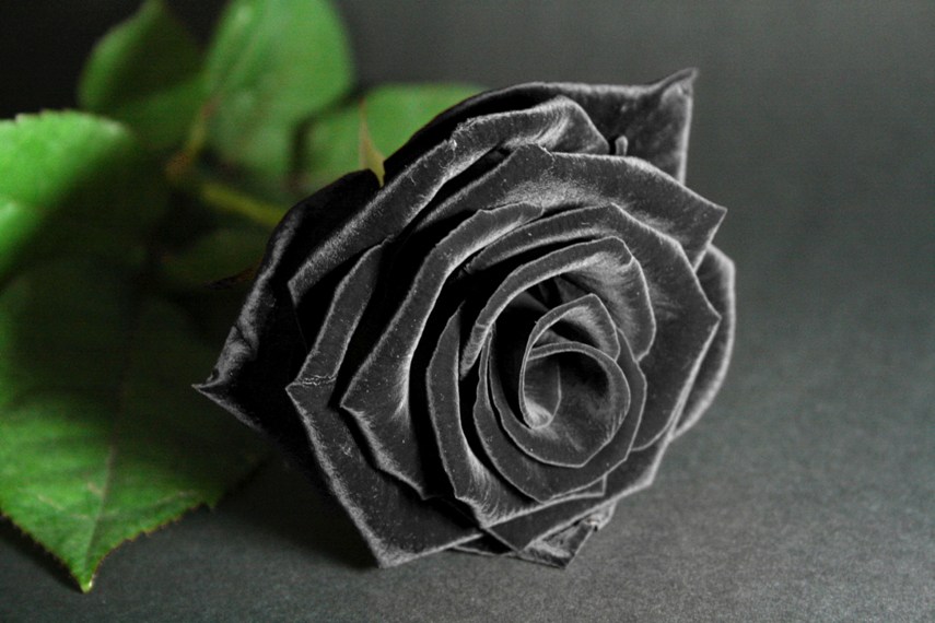 Black Rose