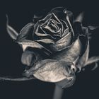 black Rose