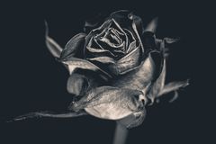 black Rose