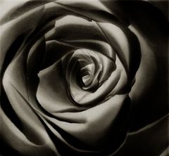 black rose ...