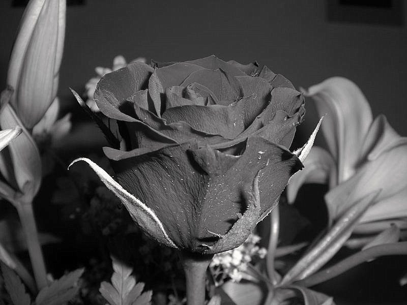 Black Rose