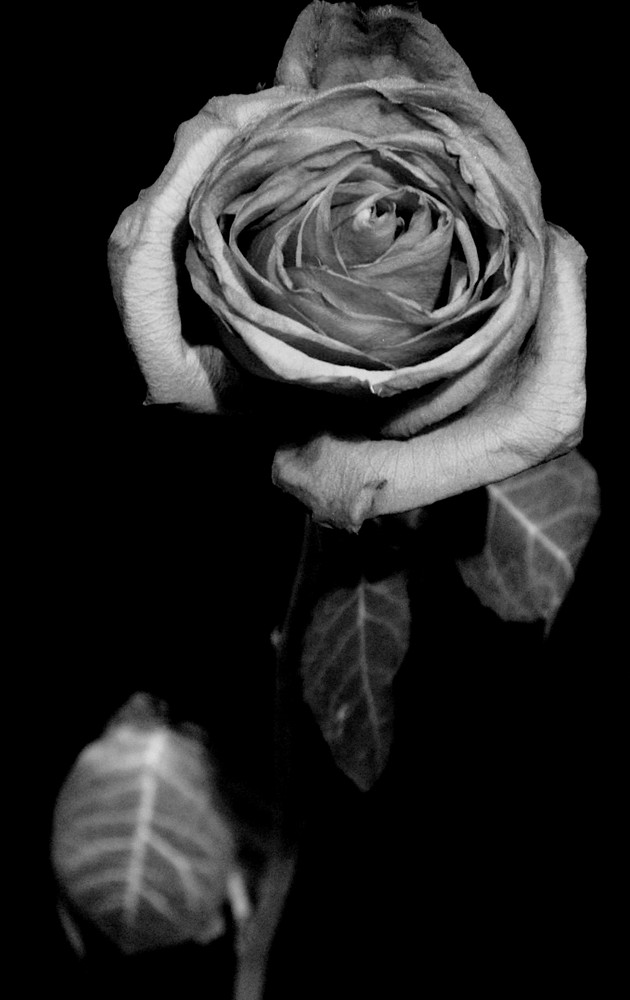 Black Rose