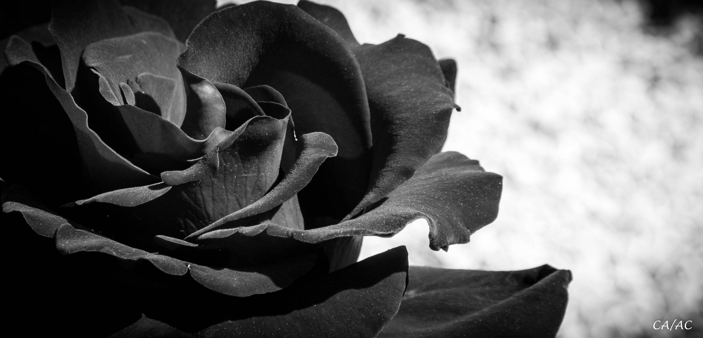 Black Rose.