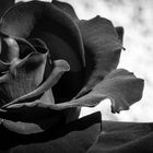 Black Rose.