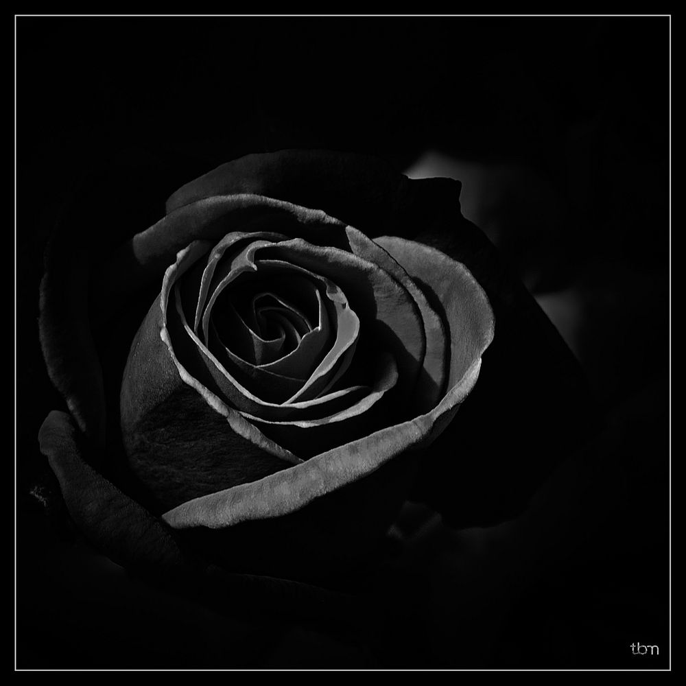 Black Rose