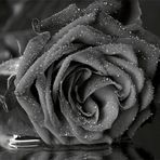 Black Rose