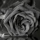 Black Rose