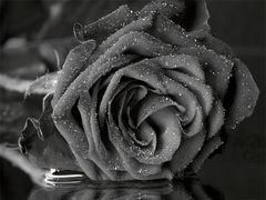 Black Rose