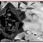 Black rose