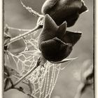 black rose