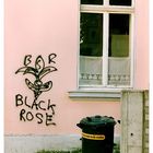Black Rose on Pink