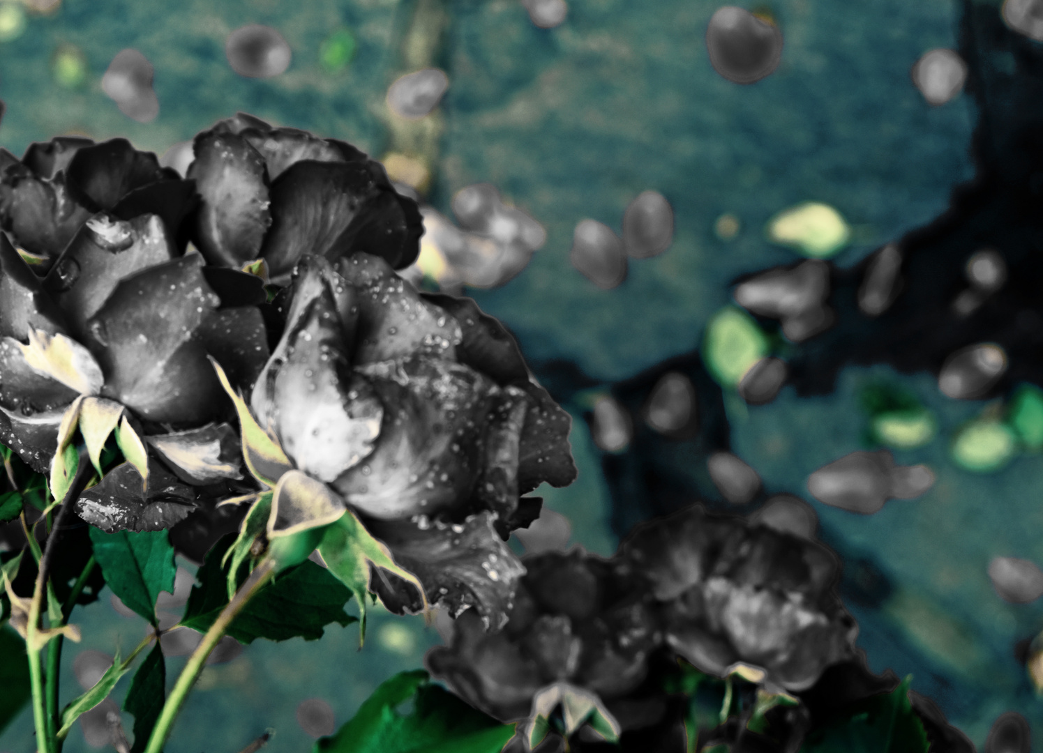 Black Roses