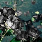 Black Roses