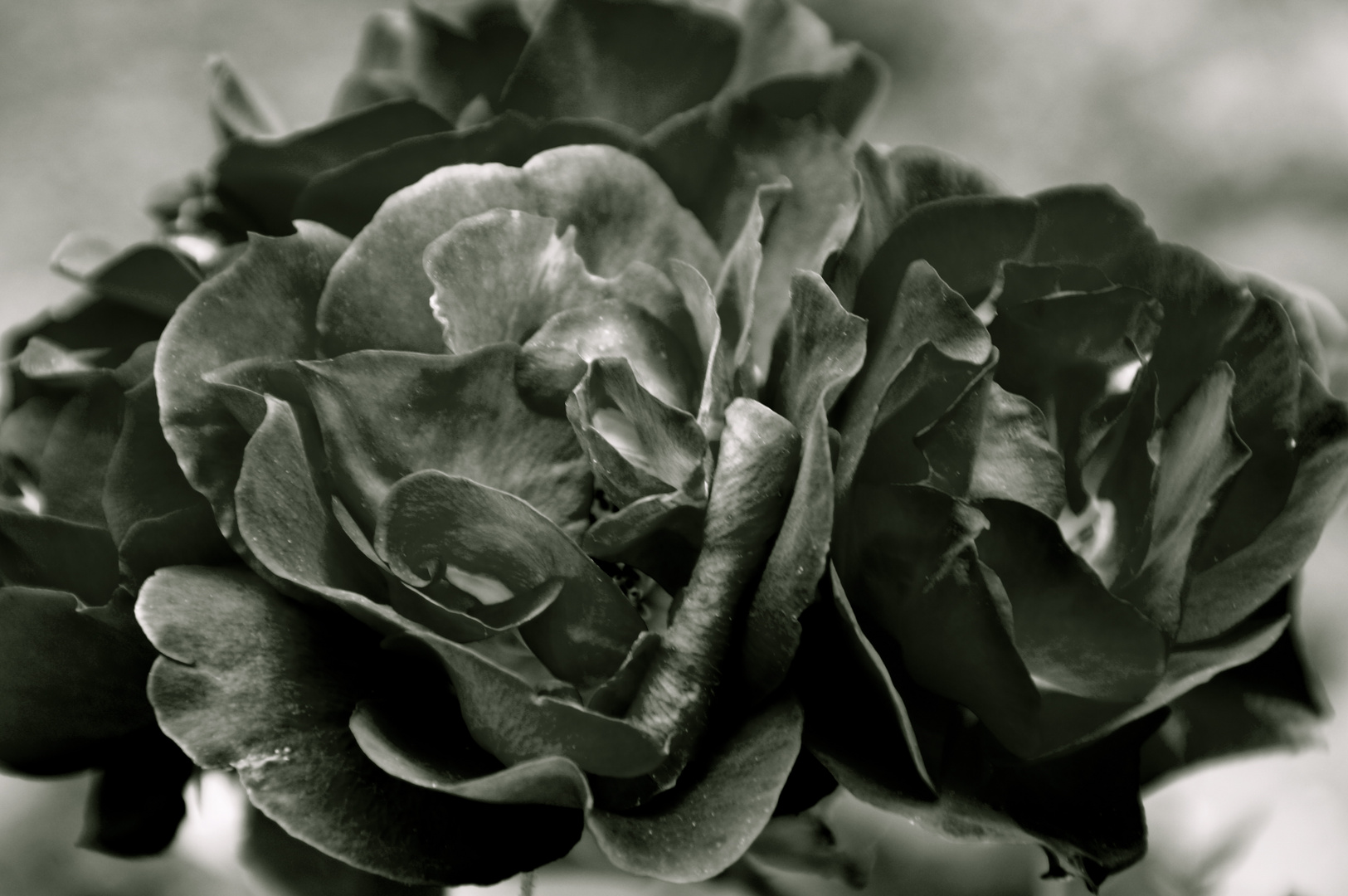 Black Roses