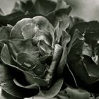 Black Roses