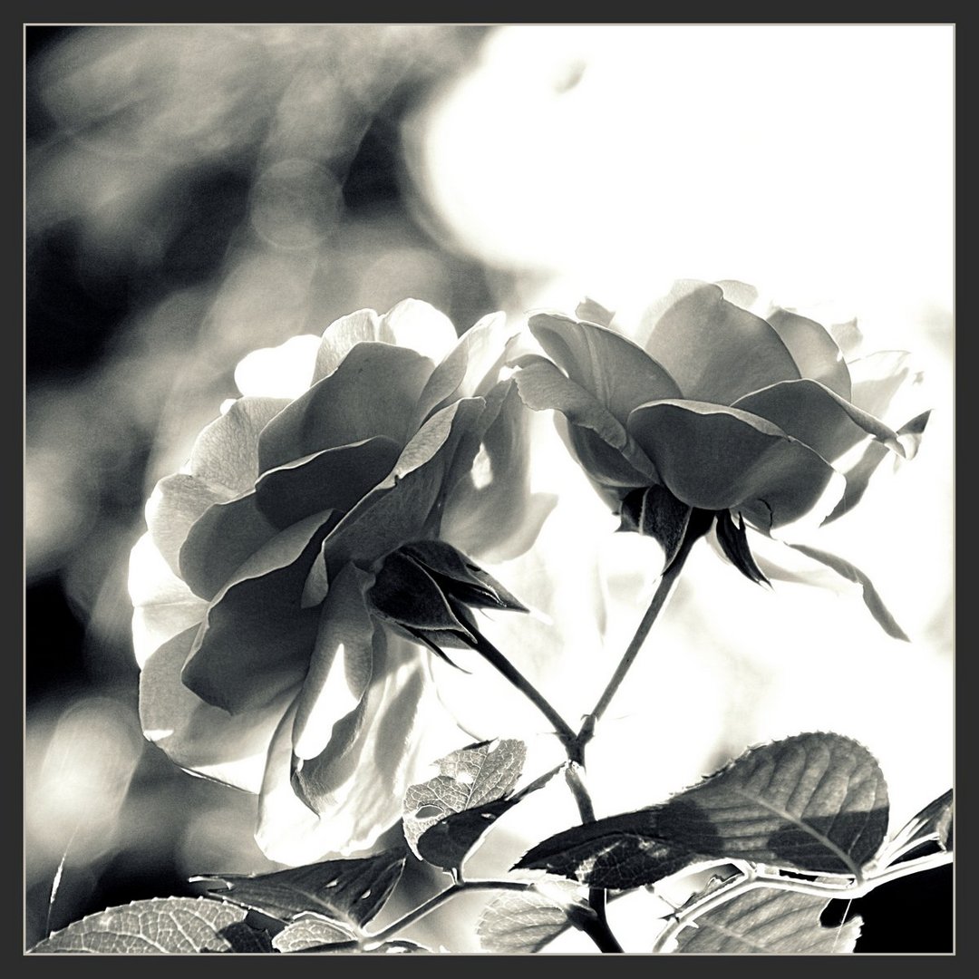... Black Roses in Backlight ...