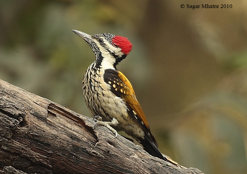 Black Rumped Flameback