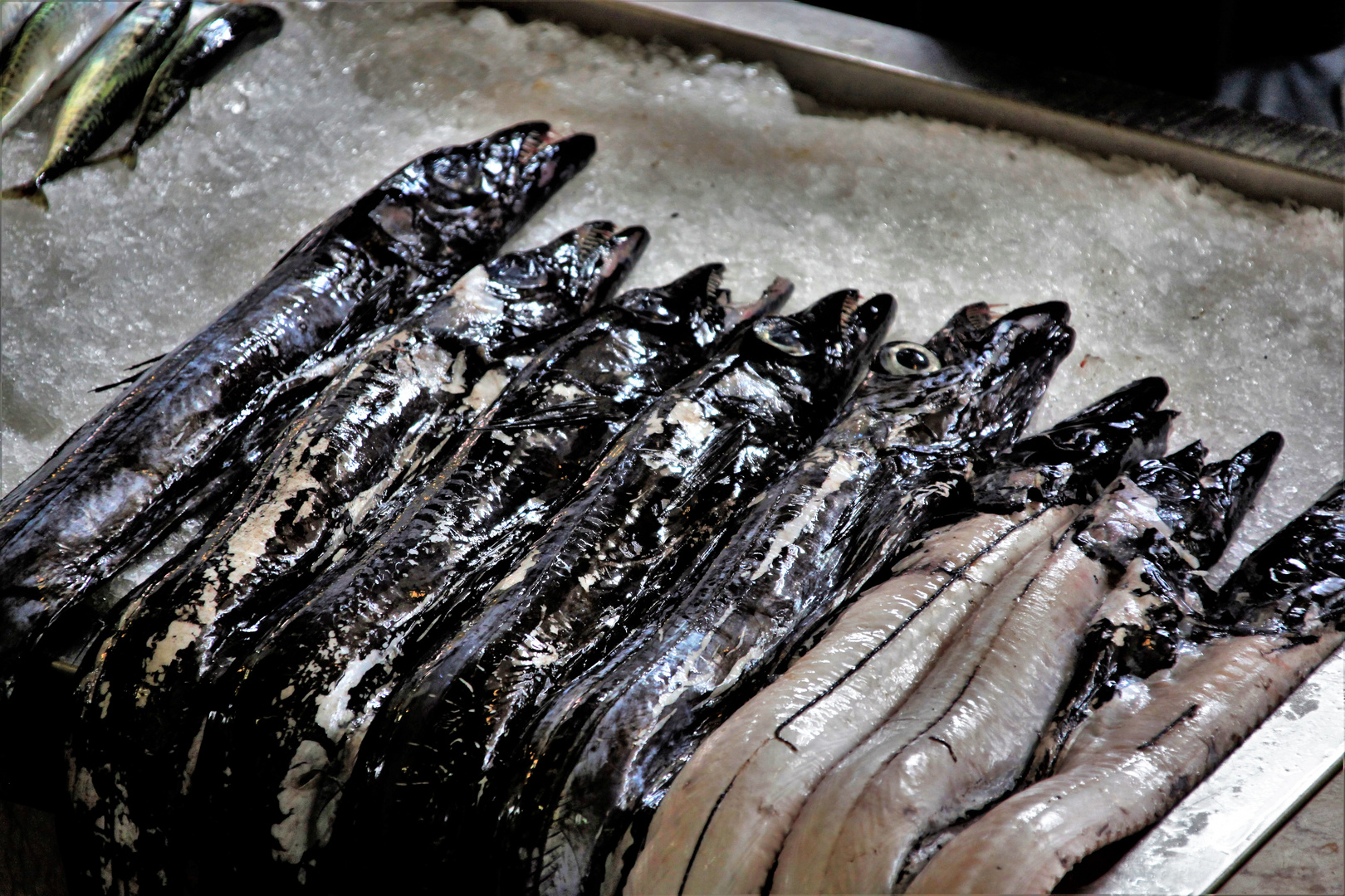 Black scabbardfish