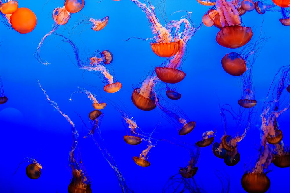 Black Sea Nettle