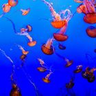 Black Sea Nettle