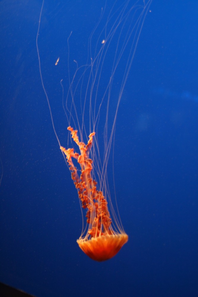 Black Sea Nettle