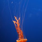 Black Sea Nettle