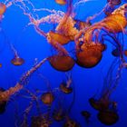 Black Sea Nettle