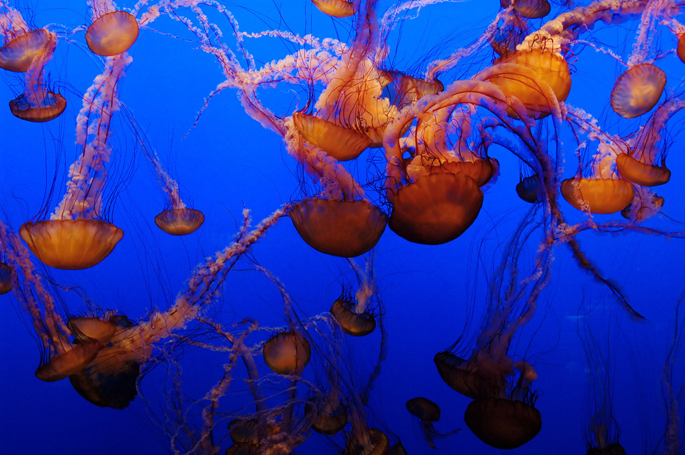 Black Sea Nettle