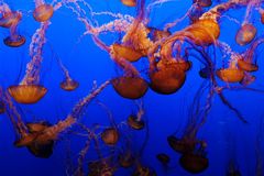 Black Sea Nettle