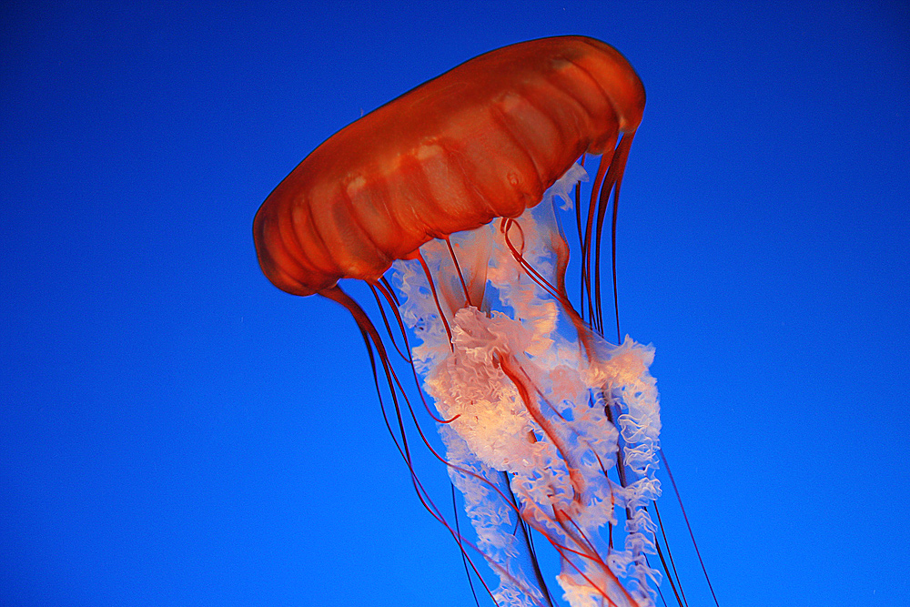 Black Sea Nettles