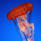 Black Sea Nettles