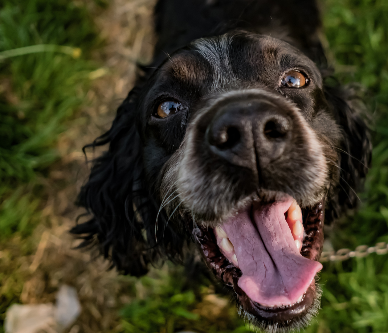 black serbian dog