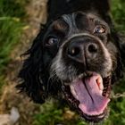 black serbian dog