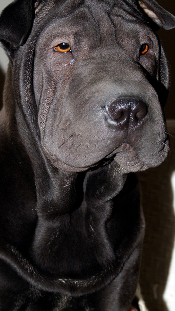 Black Sharpei