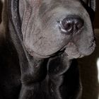 Black Sharpei