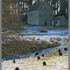 Black sheep grazing in front of holystone bastle 2