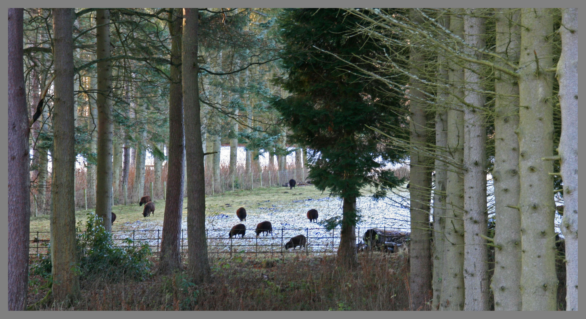 Black sheep grazing near Holystone grange